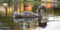 EME - ugly duckling