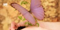 Nurture Yourself - plants and butterfly