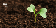 SOIL and plant